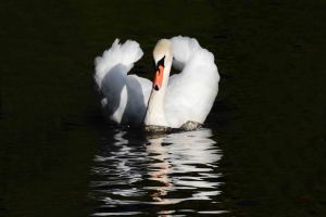 Mute Swan - ENGLAND